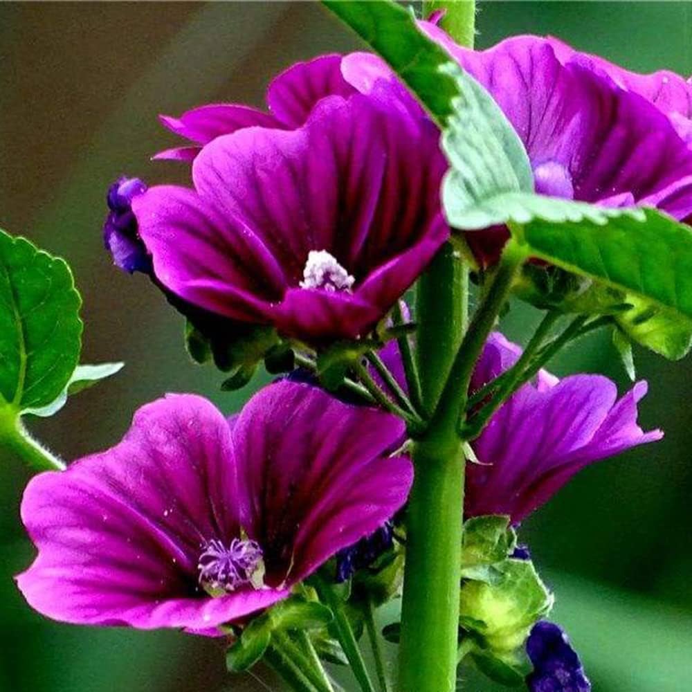 Hollyhock (flower Alcea rosea double white-purple perennial) for planting in garden